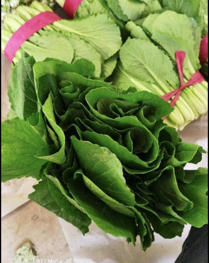 精品小白菜