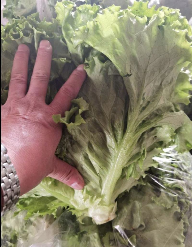精品大叶生菜