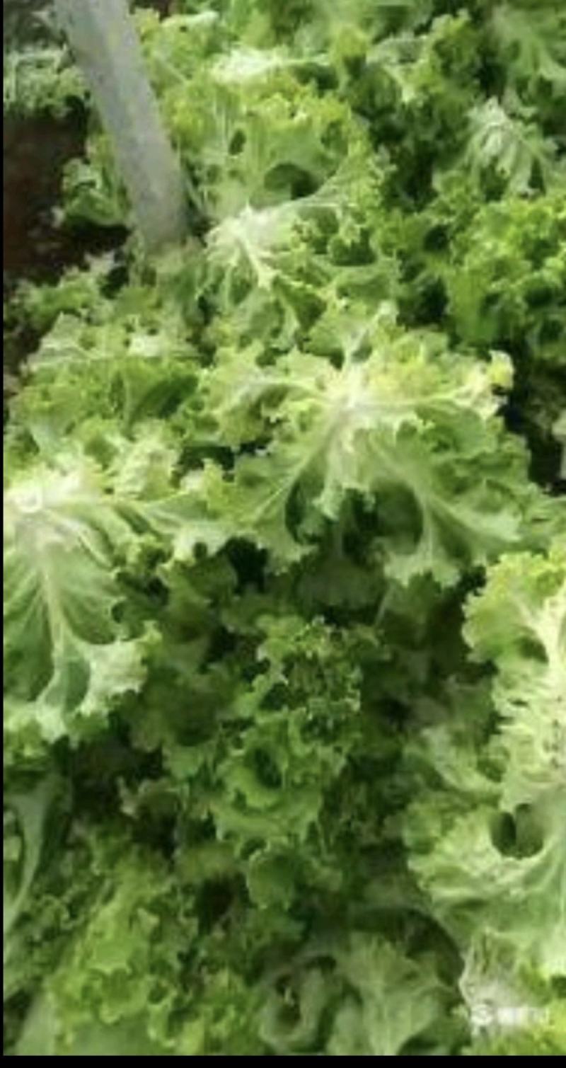 精品大叶生菜