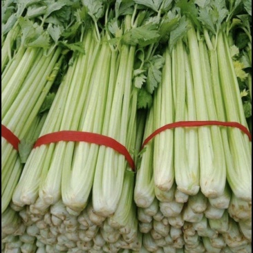精品芹菜