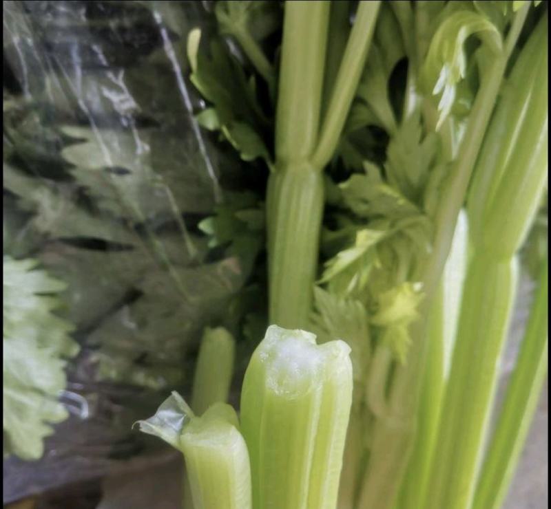 精品芹菜