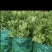 精品芹菜