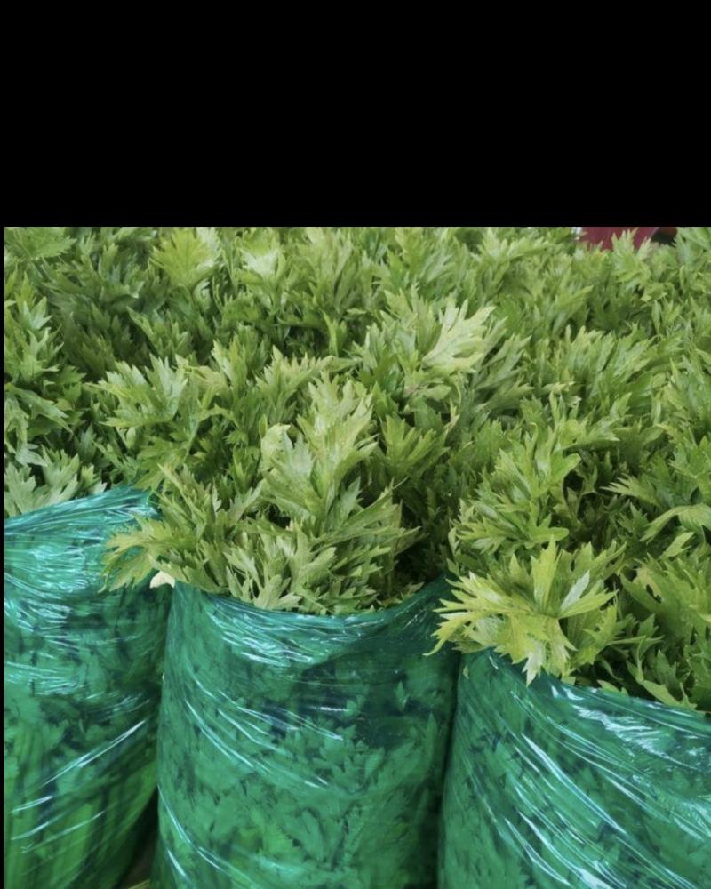 精品芹菜