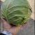 精品甘蓝