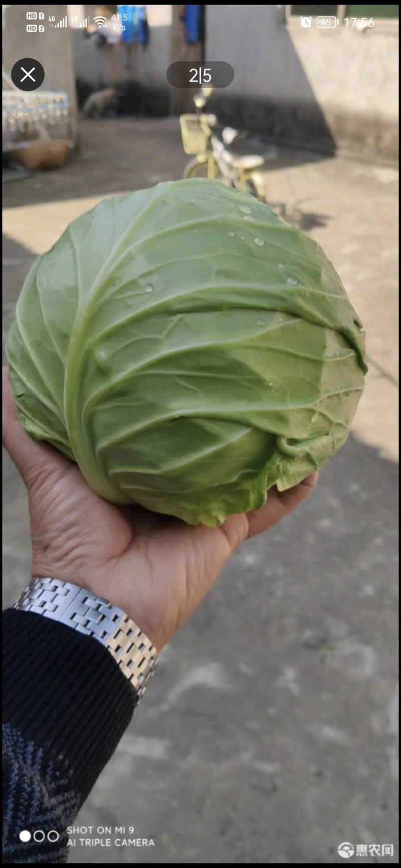 精品甘蓝