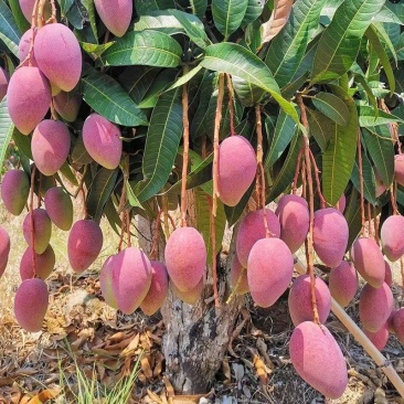 芒果应季欢迎电话咨询一件代发