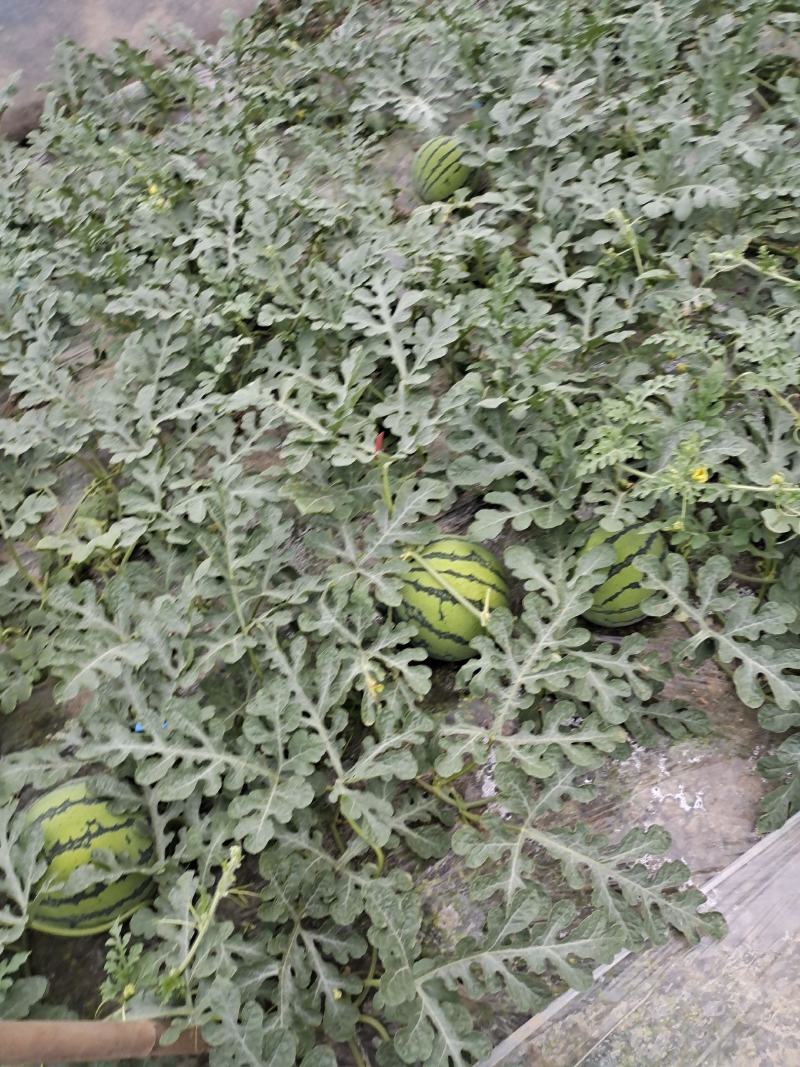 西瓜规格齐全长期有货