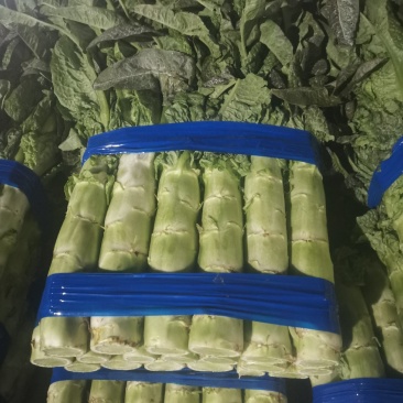 大量供应正品保障莴苣欢迎咨询