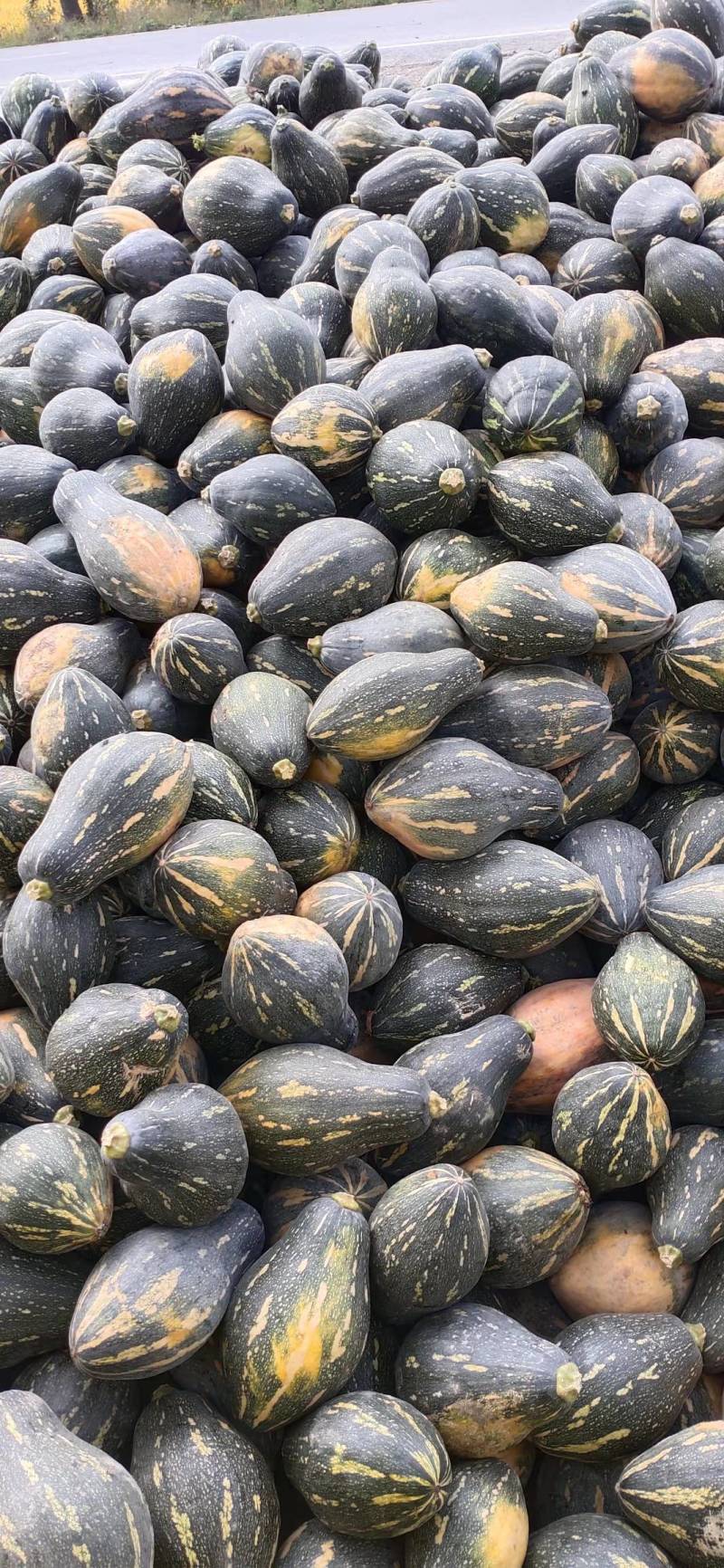 精品南瓜支持拿样价格美丽