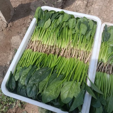 正品菠菜厂家直销诚信经营