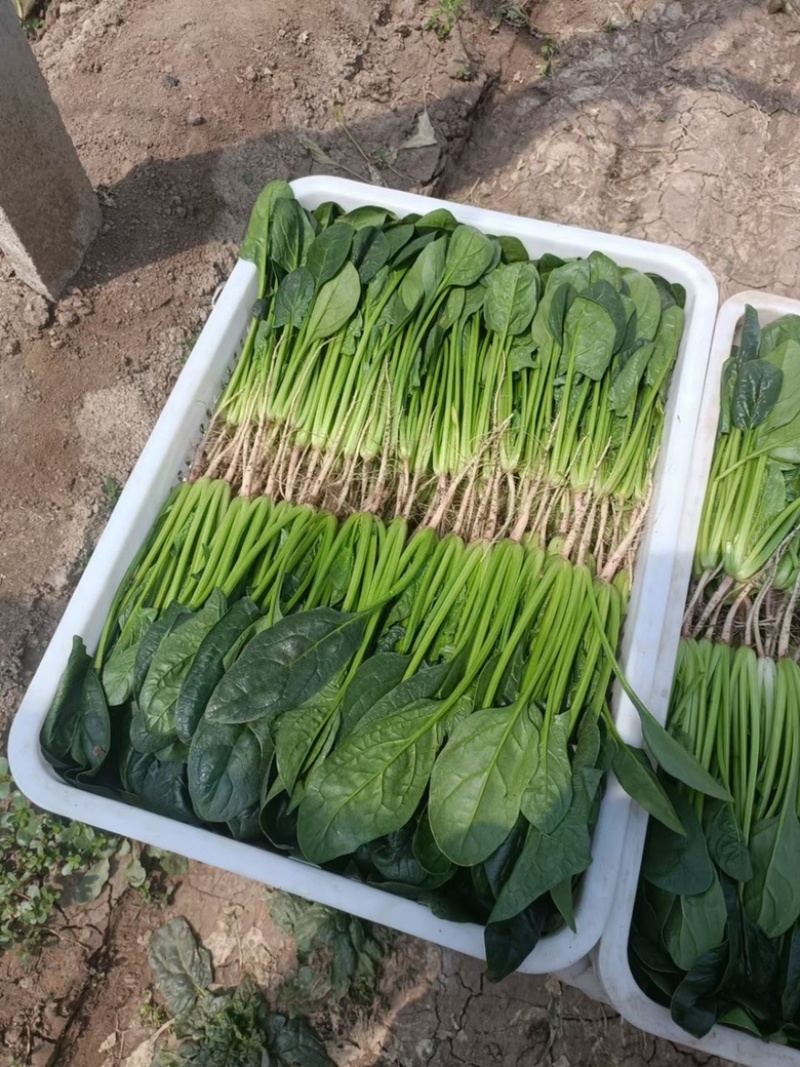 正品菠菜厂家直销诚信经营
