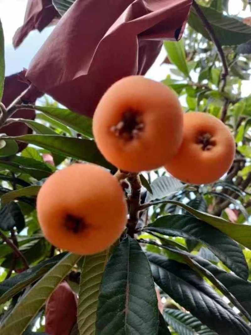枇杷价格美丽全网低价