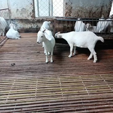 自有基地的营养丰富活羊欢迎电话咨询
