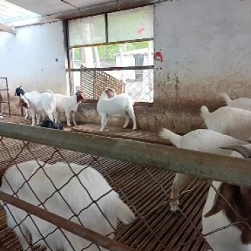 工厂直销活羊批发混批欢迎联系