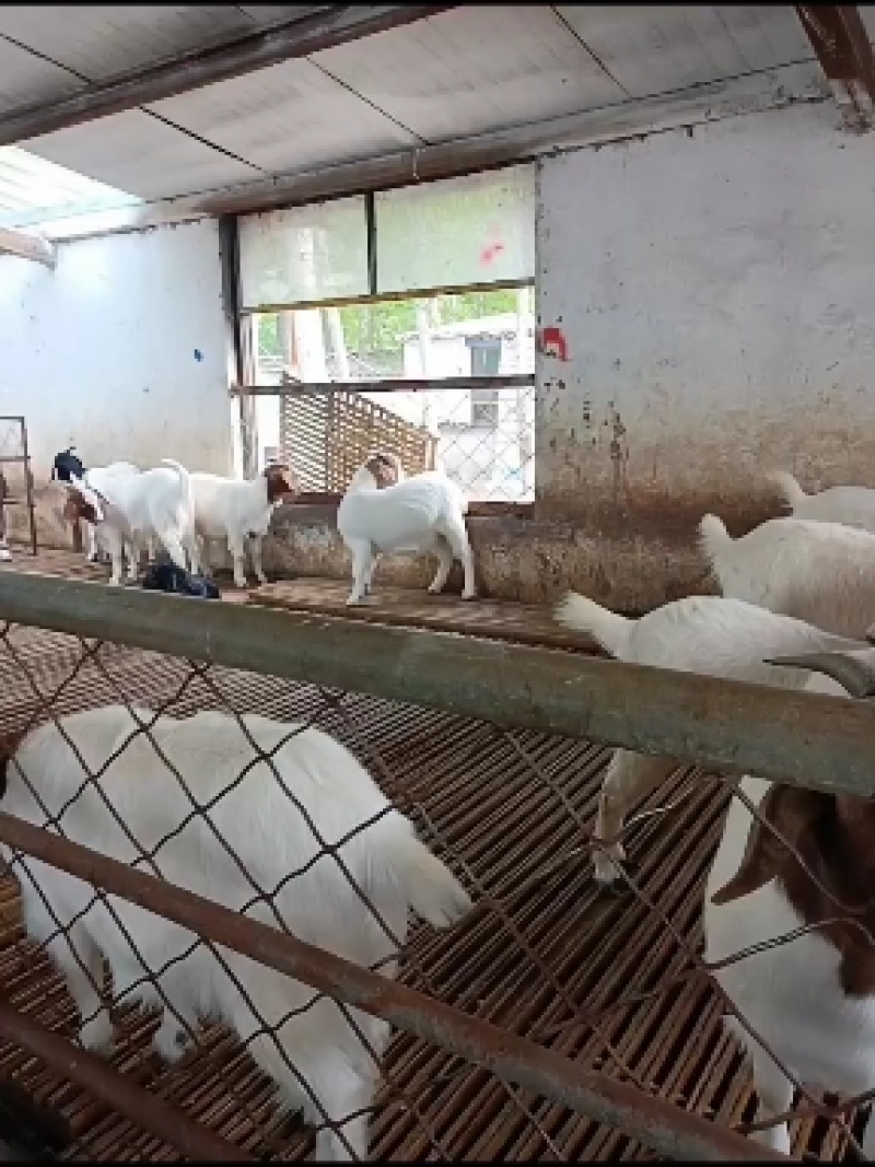 工厂直销活羊批发混批欢迎联系
