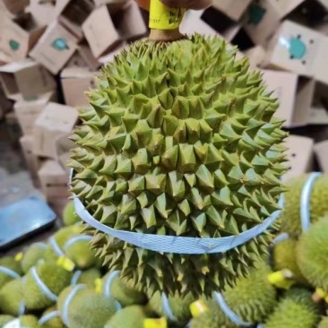 榴莲应季精品直发