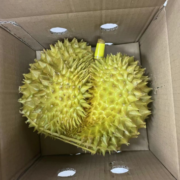 规格齐全榴莲一手货源