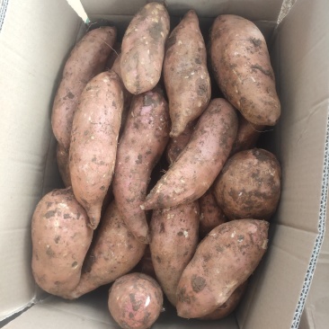 正品保障红薯量大从优随时可聊