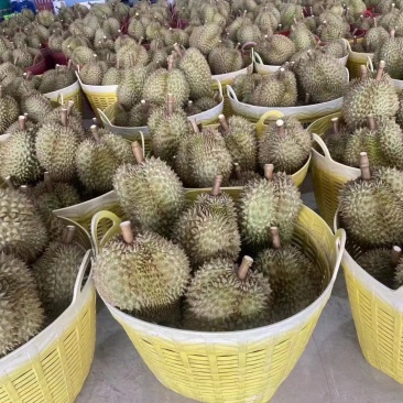 榴莲甜度高品质好应季一件代发