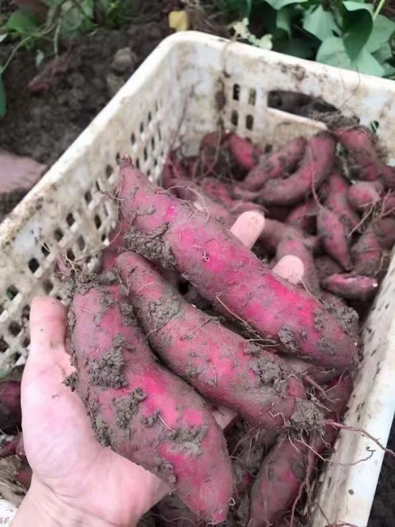 超高性价比厂家直销无添加红薯