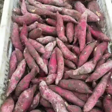 精品红薯长期供货诚信经营