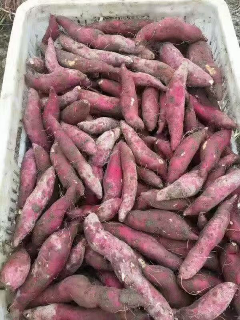 精品红薯长期供货诚信经营