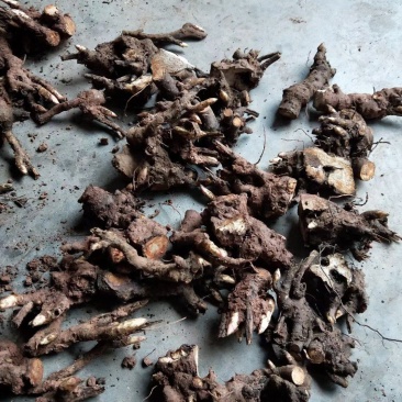 改良品种白芍种苗现货秒发量大从优
