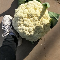 源头供应菜花***量大优惠
