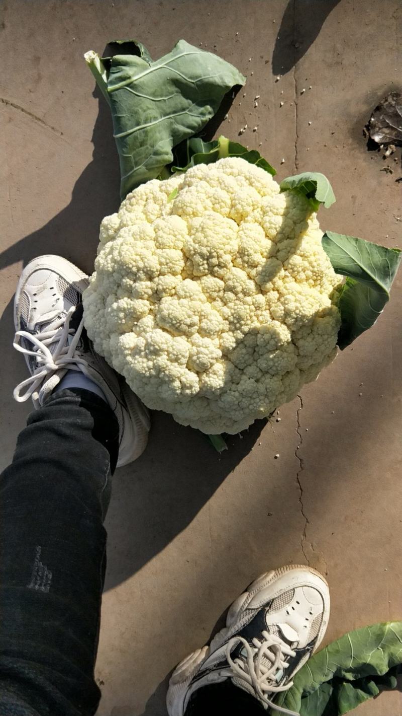 ***菜花一手货源全网低价
