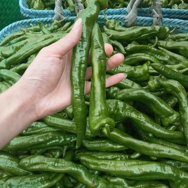 天然新鲜鲜辣椒直供全国价格美丽