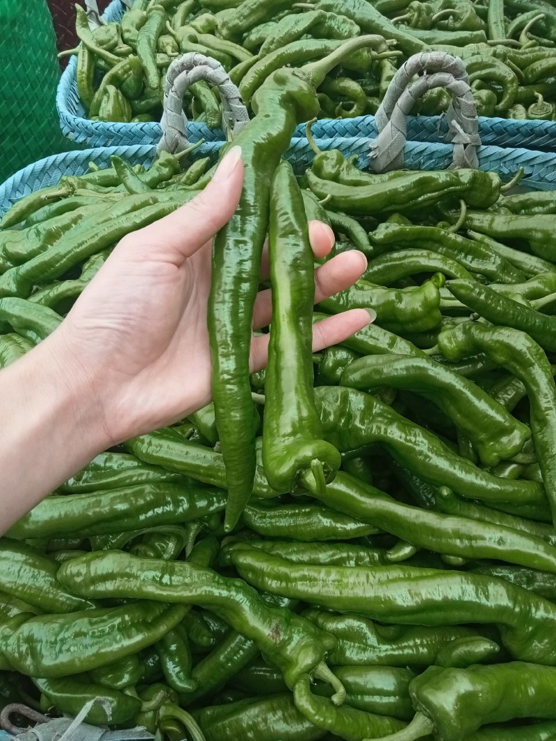 天然新鲜鲜辣椒直供全国价格美丽