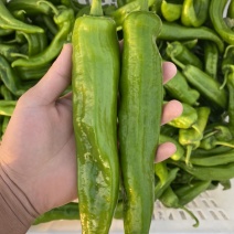 天然新鲜鲜辣椒长期有货量大从优