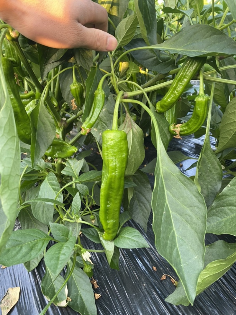 源头供应鲜辣椒长期供货支持拿样