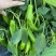 天然新鲜鲜辣椒电商供货超高性价比