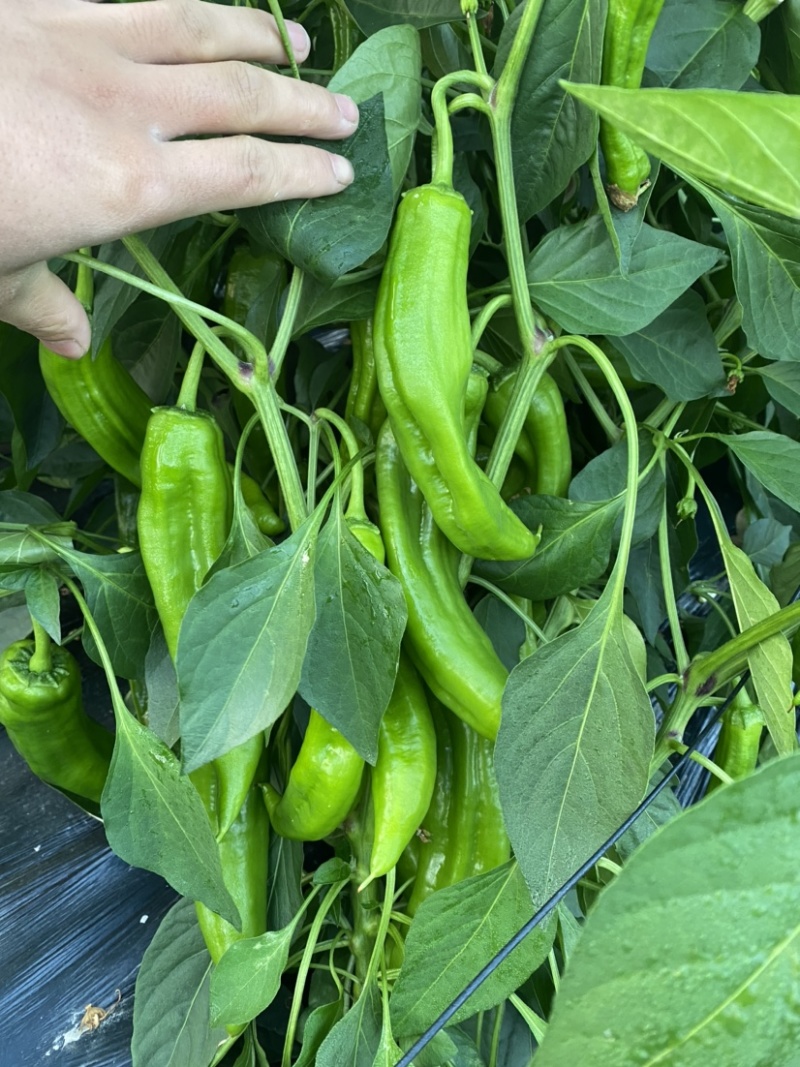 天然新鲜鲜辣椒电商供货超高性价比