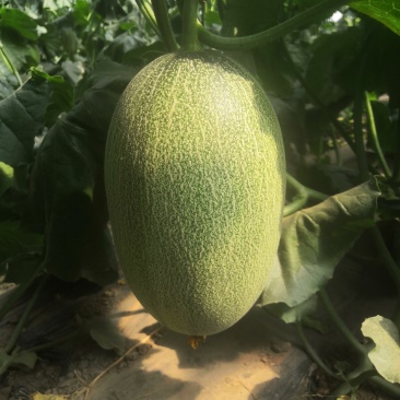 哈密瓜保质保量价格美丽