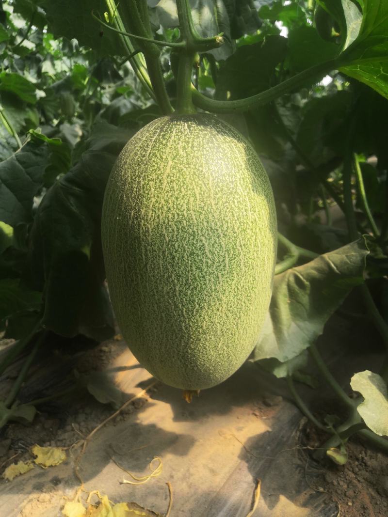 哈密瓜保质保量价格美丽