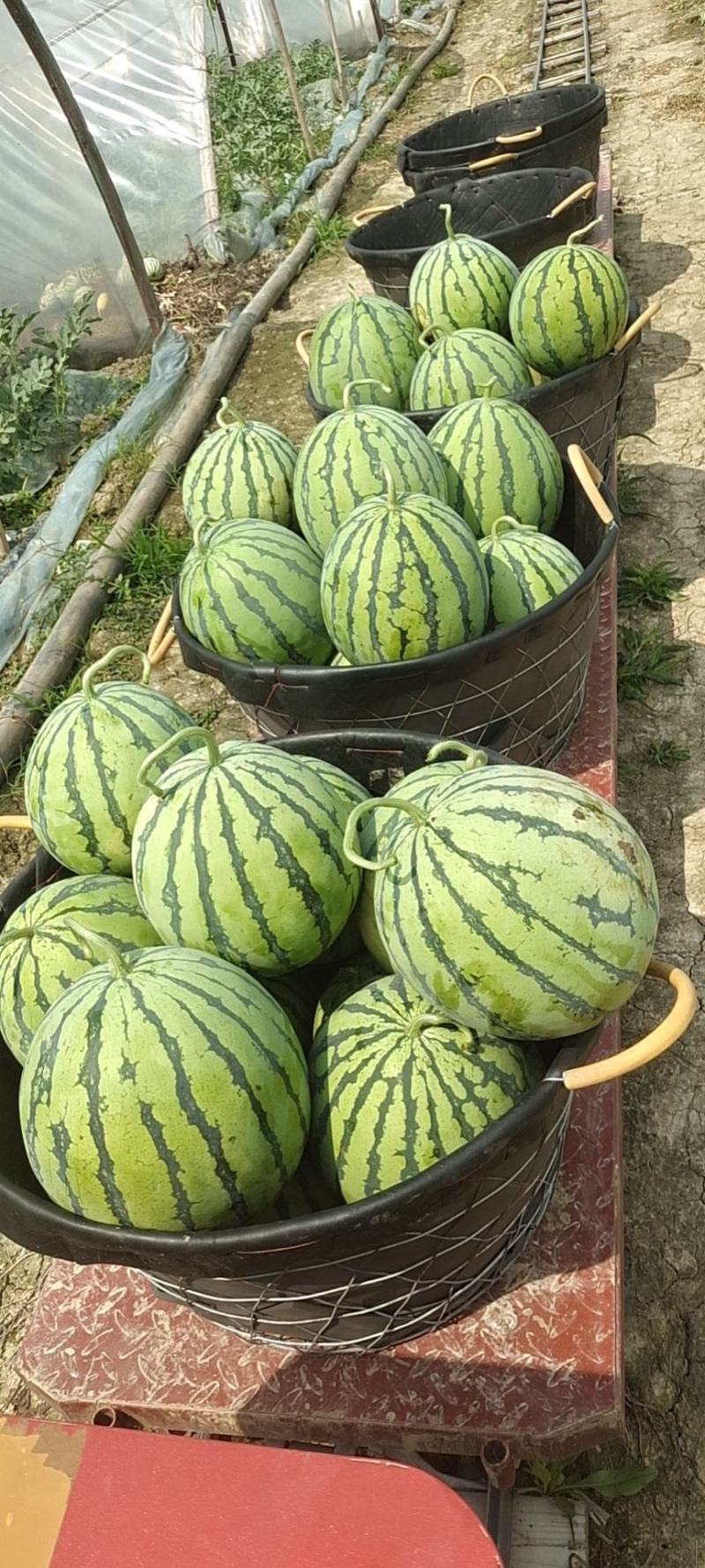 西瓜规格齐全长期有货