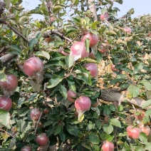 全网优质苹果诚信经营