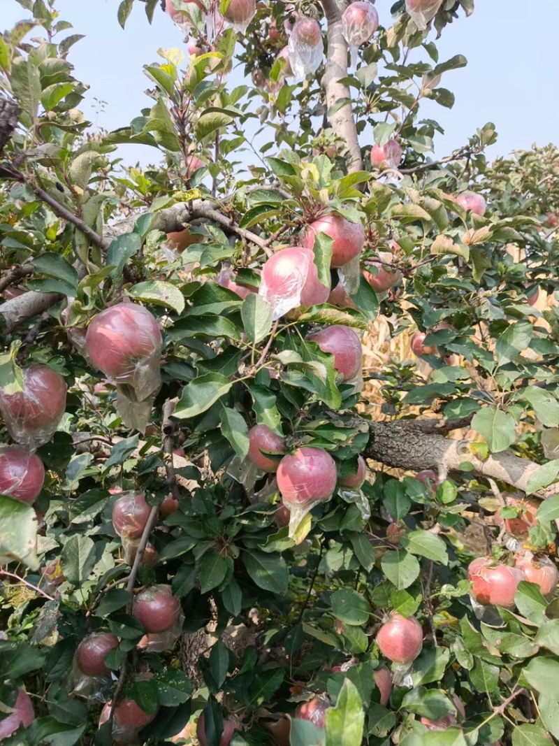 全网优质苹果诚信经营