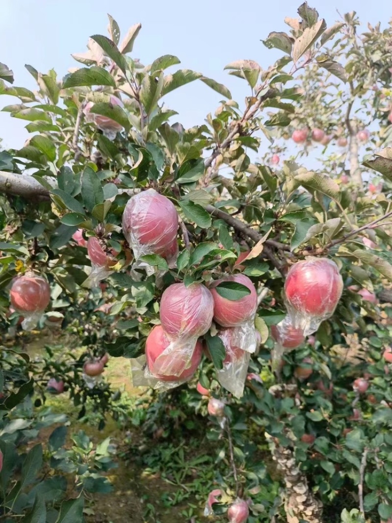 长期供应苹果正品保障支持拿样对接电商商超