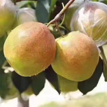 梨一手货源量大优惠