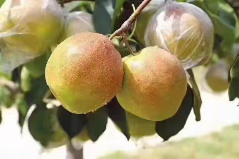 梨一手货源量大优惠