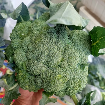 正宗西兰花源头供应量大优惠欢迎电话咨询