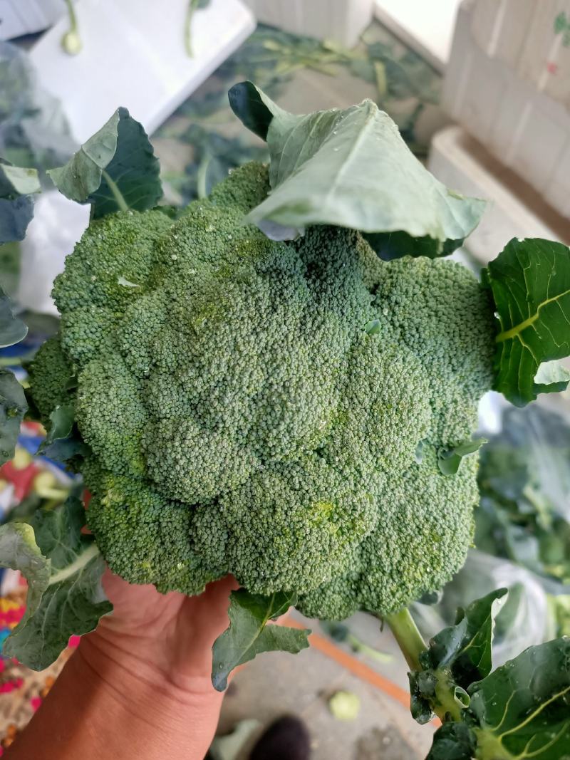 正宗西兰花源头供应量大优惠欢迎电话咨询