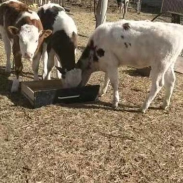正宗活牛全国供应诚信经营