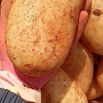 ***土豆电商供货全国供应