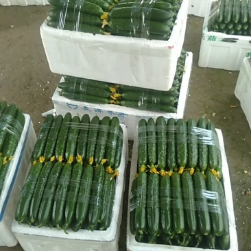 应季黄瓜电商供货正品保障