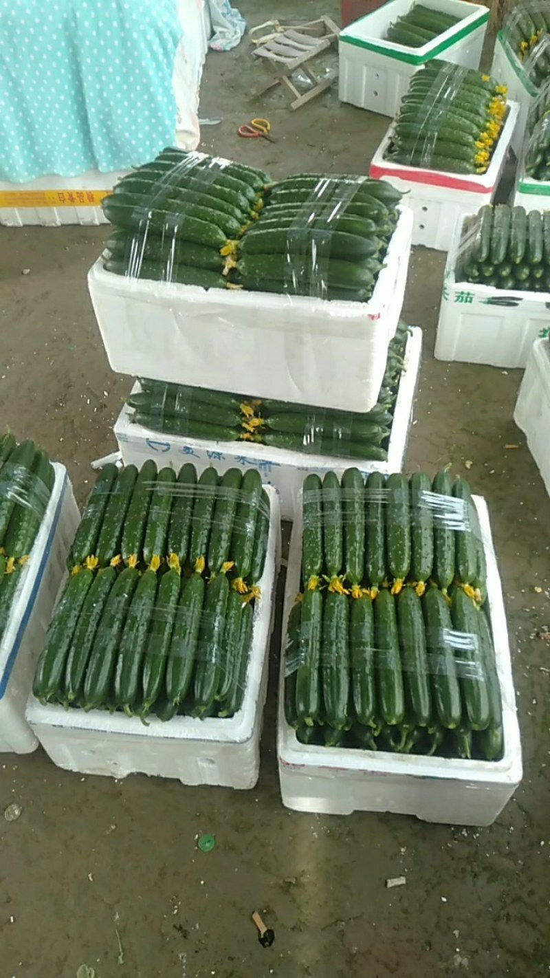应季黄瓜电商供货正品保障