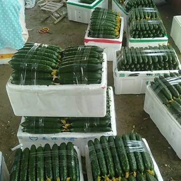 正品保障黄瓜长期供货价格美丽